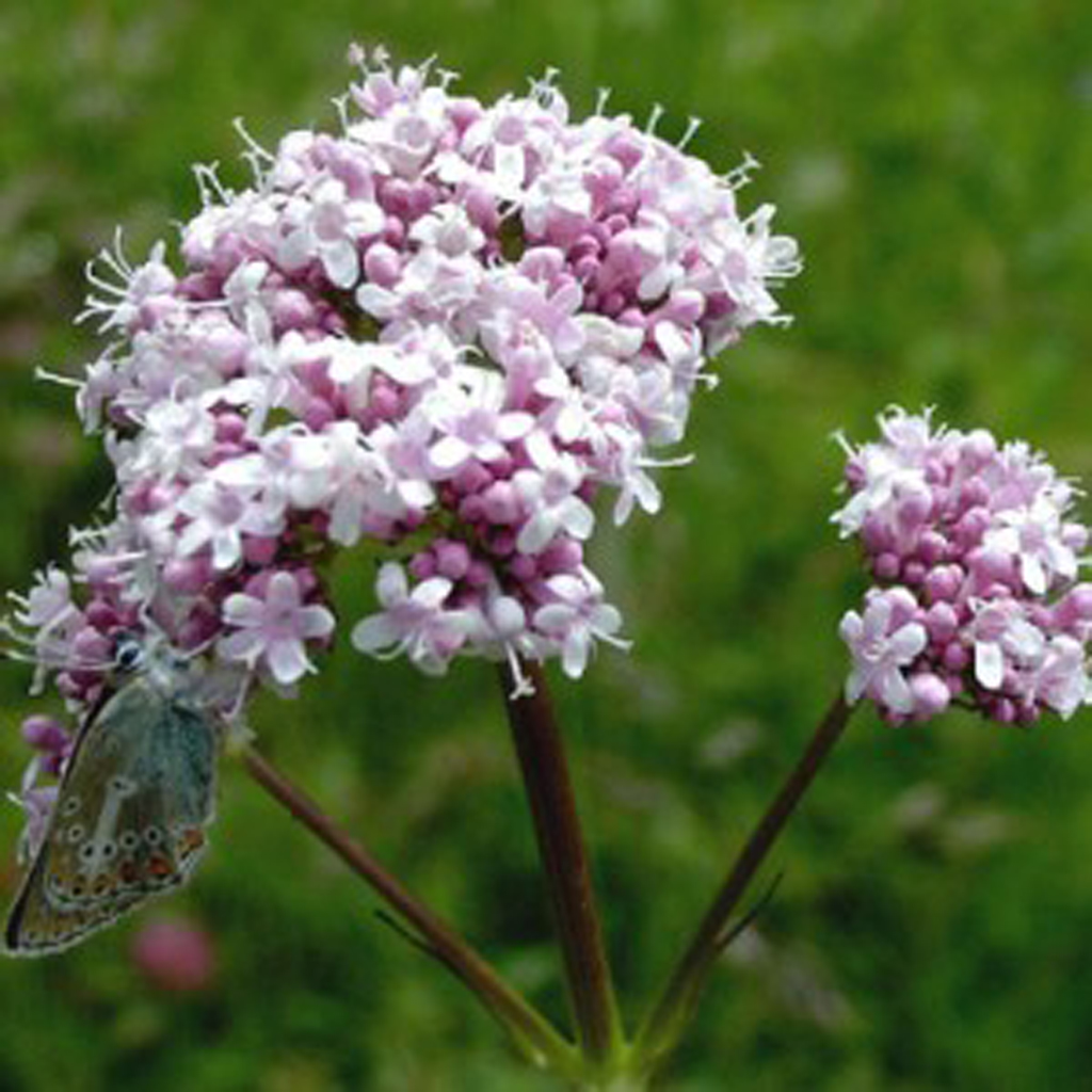 Valeriana Officinalis,Valeriana,Baldrian,Arznei Baldrian,Arznei ...